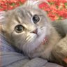 LilyK1101's profile picture. 2020/1/10生まれ サイベリアンの女の子🐈 5歳も天才かわいい