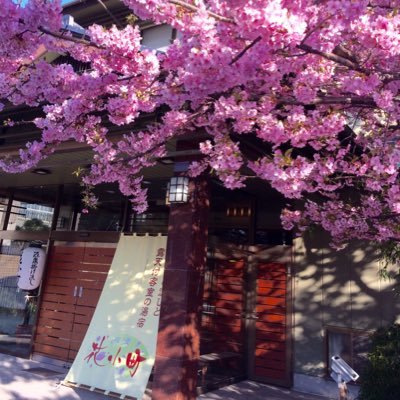 河津 花小町 Gheswqqogjtcmpr Twitter