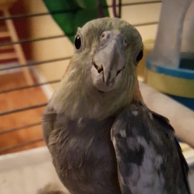 Jersey438's profile picture. Conservative! Jersey Girl! America First! 🇺🇲 🦅🇺🇲