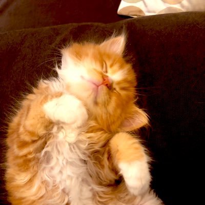 zaruera98's profile picture. 