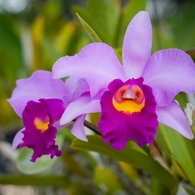 Cuidar de Orquídeas em casa, como cuidar melhor das orquídeas, Orquídeas no Brasil, Cultivo de orquídeas, como cuidar de Orquideas, dicas cuidar das Orquídeas