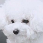 beatle_video's profile picture. @beatle_beatle__