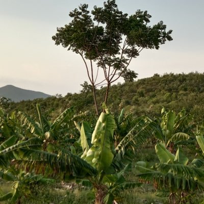 hemi2008's profile picture. 