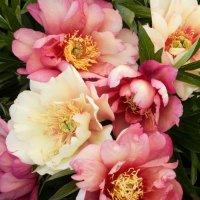 jolie ❤ (@i_wish_u_love) 's Twitter Profile