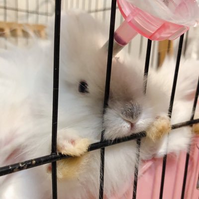 IT企業リーマン×うさぎ5羽と一緒に暮らしています。多頭飼い生活の一部を記録しています。よければインスタもどうぞ。