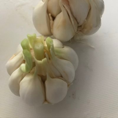 のんびーりお弁当記録をして行こうかなと思ってます！！お菓子作り、懸賞、家庭菜園もボチボチやってます！🔰