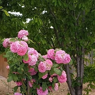 buyukbalkan's profile picture. 