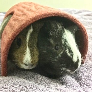 We are piggies. Not the bacon kind. The guinea pig kind. Wheek wheek. *In memory of the beloved Twix & Snickers 🌈