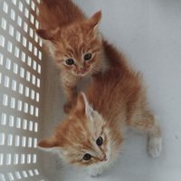 【保護猫】はだし&くつした&ペキニーズ (@rayadayaaa) 's Twitter Profile