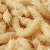 Maggot Holes (@maggot_holes) Twitter profile photo