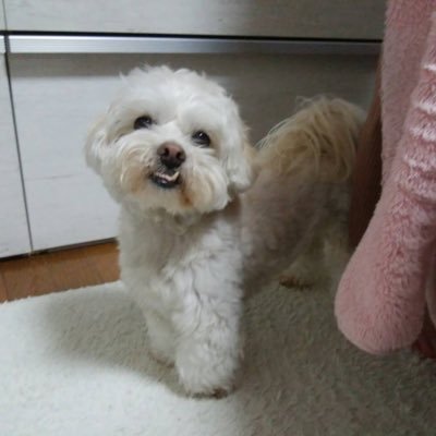 ペキプーぱるふぇ 迷子犬捕獲 コンビニビニール袋のハーネス 車で公園にお散歩に出かけたけれどハーネスを忘れたマス