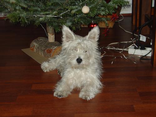 australes's profile picture. 