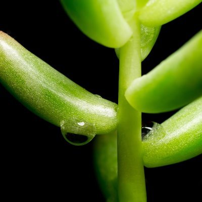 気まぐれに気ままにわがままに~。Twitterてどうやって使うの…?イマイチわからない。
