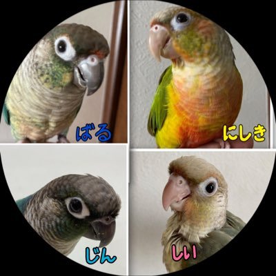 ウロコインコ、コガネメキシコインコに ヨークシャーテリア3匹、ノルウェージャンフォレストキャット2匹 どの子も最高に可愛い^^無言フォロー失礼します！