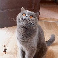 şuppiluliuma (@cinarizmci) Twitter profile photo