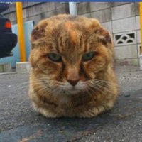 KOUENJI ROCK'N'ROLL DRUNKERS CLUB (@rockinshimokita) 's Twitter Profile