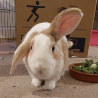 David One Ear Up One Ear Down (@handsomeericbun) 's Twitter Profile