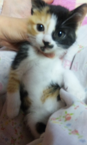 ネコ＼(^o^)／