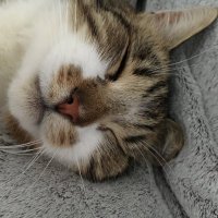 Catslife ππΉπͺπΊπ¬π§β (@jackman4jackman) 's Twitter Profile