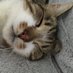 Catslife ๐๐น๐ช๐บ๐ฌ๐งโ (@jackman4jackman) Twitter profile photo Catslife ๐๐น๐ช๐บ๐ฌ๐งโ (@jackman4jackman) Twitter profile photo