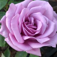 C and K Jones Roses aka JonesTheRose (@jonestherose) 's Twitter Profile Photo C and K Jones Roses aka JonesTheRose (@jonestherose) 's Twitter Profile Photo