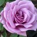 C and K Jones Roses aka JonesTheRose (@jonestherose) Twitter profile photo C and K Jones Roses aka JonesTheRose (@jonestherose) Twitter profile photo