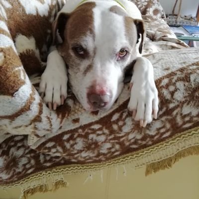 Bailey, would have been your half birthday yesterday. Just hope you are happy and loved as much. Never forget you for a single day.