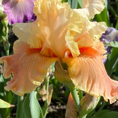 Clare Rolfzenさんのプロフィール画像