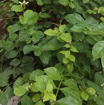 SathyaArunCbe's profile picture. 