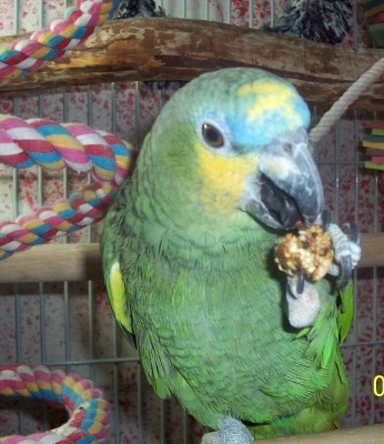 Casey's Safety Nest Inc. is a 501(c)3 companion bird and parrot rescue.
