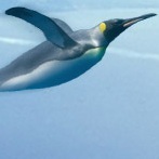 Flying Penguin is a digital marketing agency. We help our clients make money online.