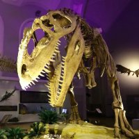 Luomus Zoology (@luomus_zoology) 's Twitter Profile