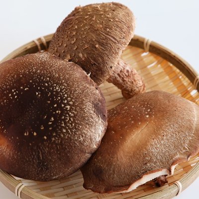 ぶなしめじ Shiitake P Twitter