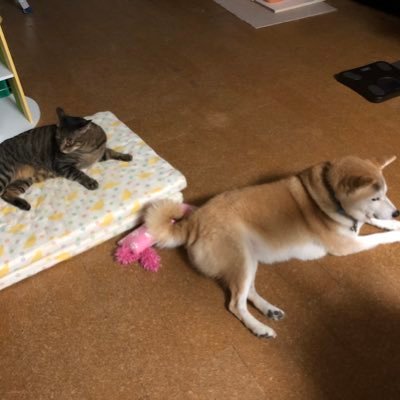 BO裁量を平日毎日更新して心理入らないように頑張ります! 初心者ですが、温かい目でお見守りお願いします🤲