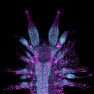 Interested in marine embryos and larvae; tico 🇨🇷 in London 🏴󠁧󠁢󠁥󠁮󠁧󠁿; #embryo2019 @allan_littlecar@ecoevo.social
Views my own