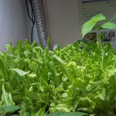 verdantpedagogy's profile picture. Teacher librarian and classroom teacher who does a bit of gardening with her students.