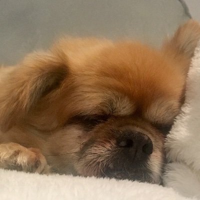 MarkNulty3's profile picture. Proper eejit