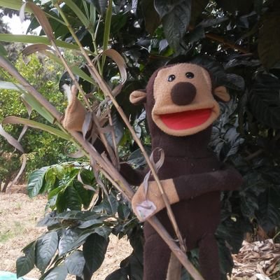 Soy un mono curioso que todos los días aprende algo nuevo viajando por el campo.
#KokyAventuras
#SigamonosLosBuenos
#SiganmeLosBuenos