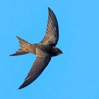 Save Morpeth Swifts (@morswifts) 's Twitter Profile