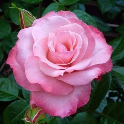 MaraSan87782738's profile picture. 💚