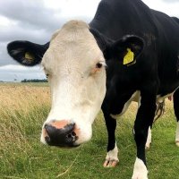 Animal behavior opps animalopps.bsky.social (@animalopps) 's Twitter Profile