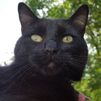 Catt0s 🌪️ (@_catt0s) 's Twitter Profile