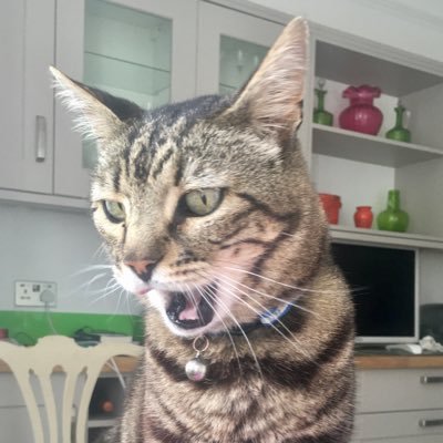 I’m a rescue tabby cat. I write a lighthearted, fictional blog about my neighbourhood and Queenie, the lady who shares my life. Queenie also writes novels.