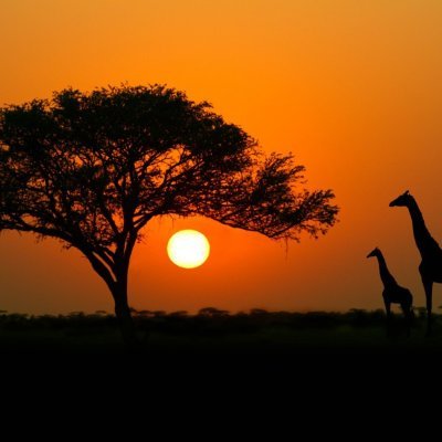 ou_ski's profile picture. 