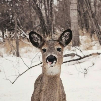 Rawrs at Doors Profile