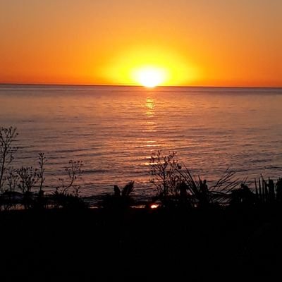 ustinellia's profile picture. 