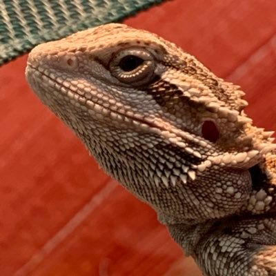 jdhdhebwhsh's profile picture. monke