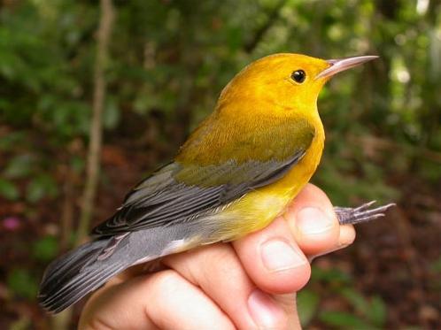 Ein gesprochenes Wort ist wie ein freigelassener Vogel, den man nicht wieder einfangen kann.