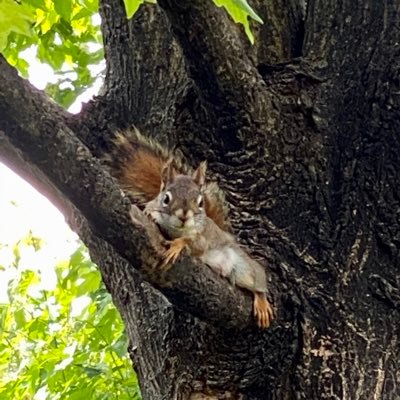 HippySquirrel Profile Picture