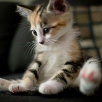 SYMH Zer0 (@symhzer0) 's Twitter Profile